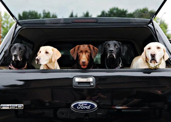 HaleyFordAuto's tweet image. Here's to a good start to the work week from all of us here at #HaleyFord and these Ruff Riders!