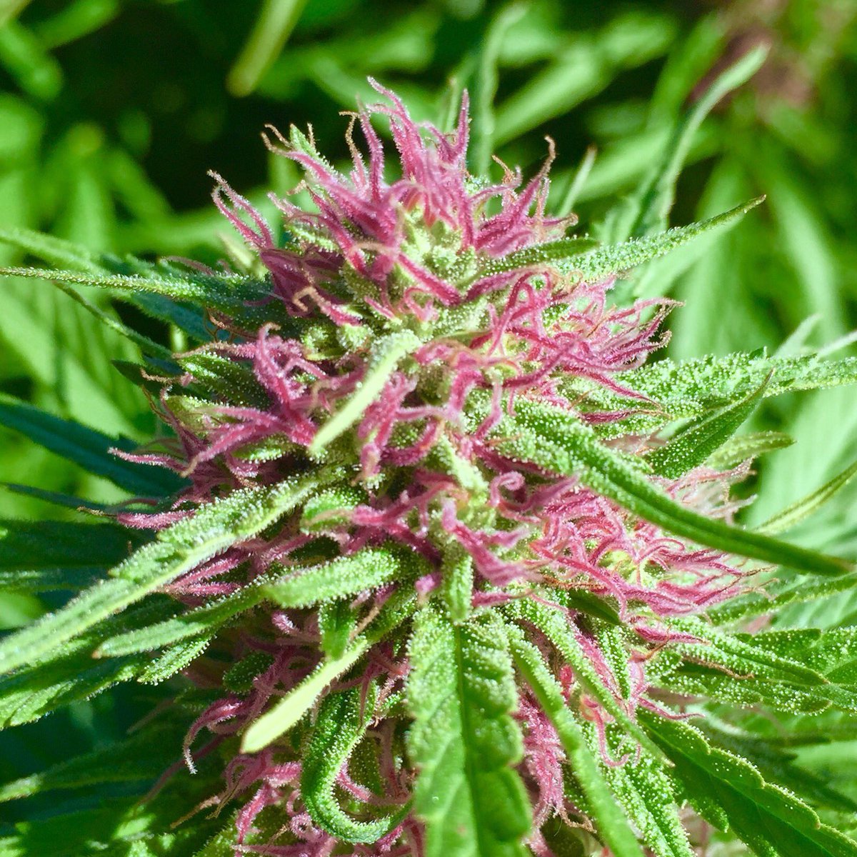 theco2company's tweet photo. CBD Therapy is a 20:1 Cbd to Thc ratio. https://t.co/vQK0J6HNPb