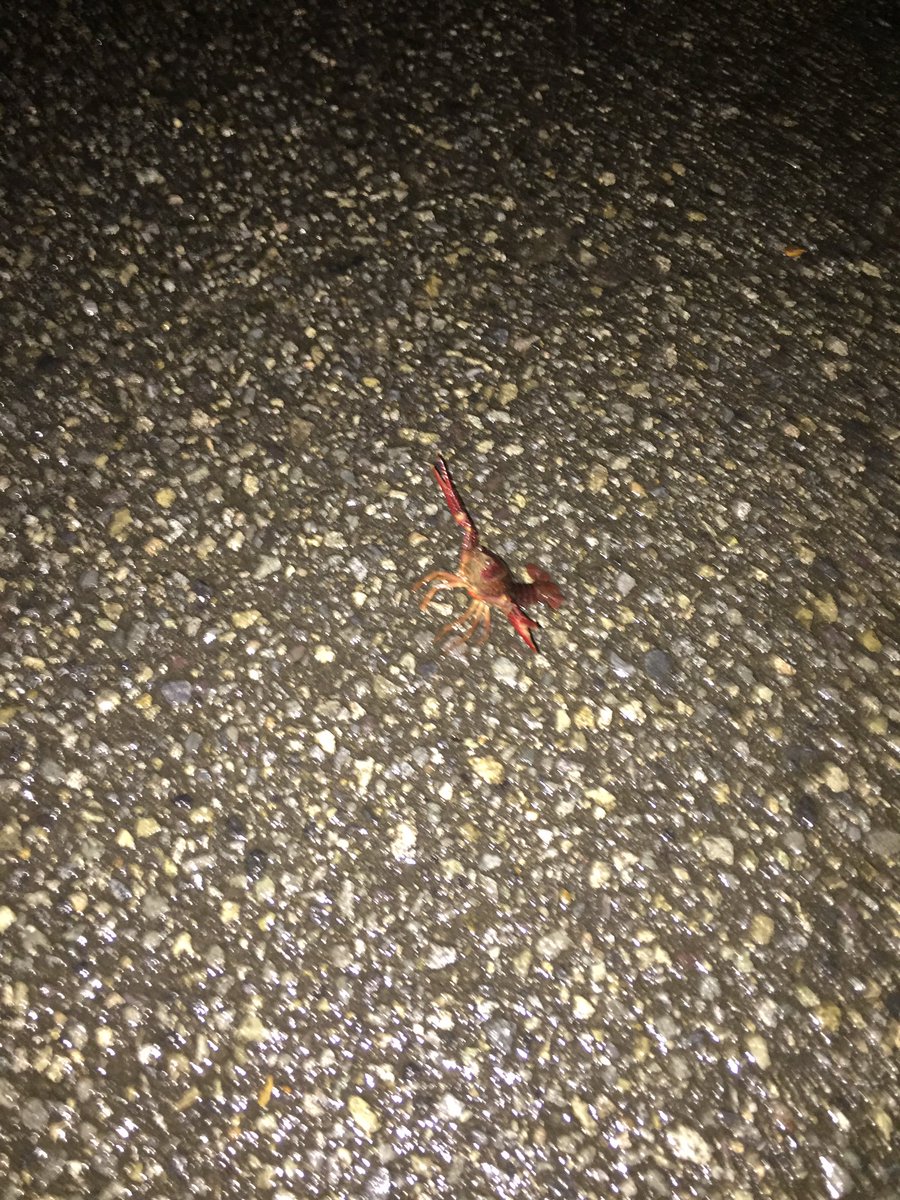年中カブトムシ tweet media