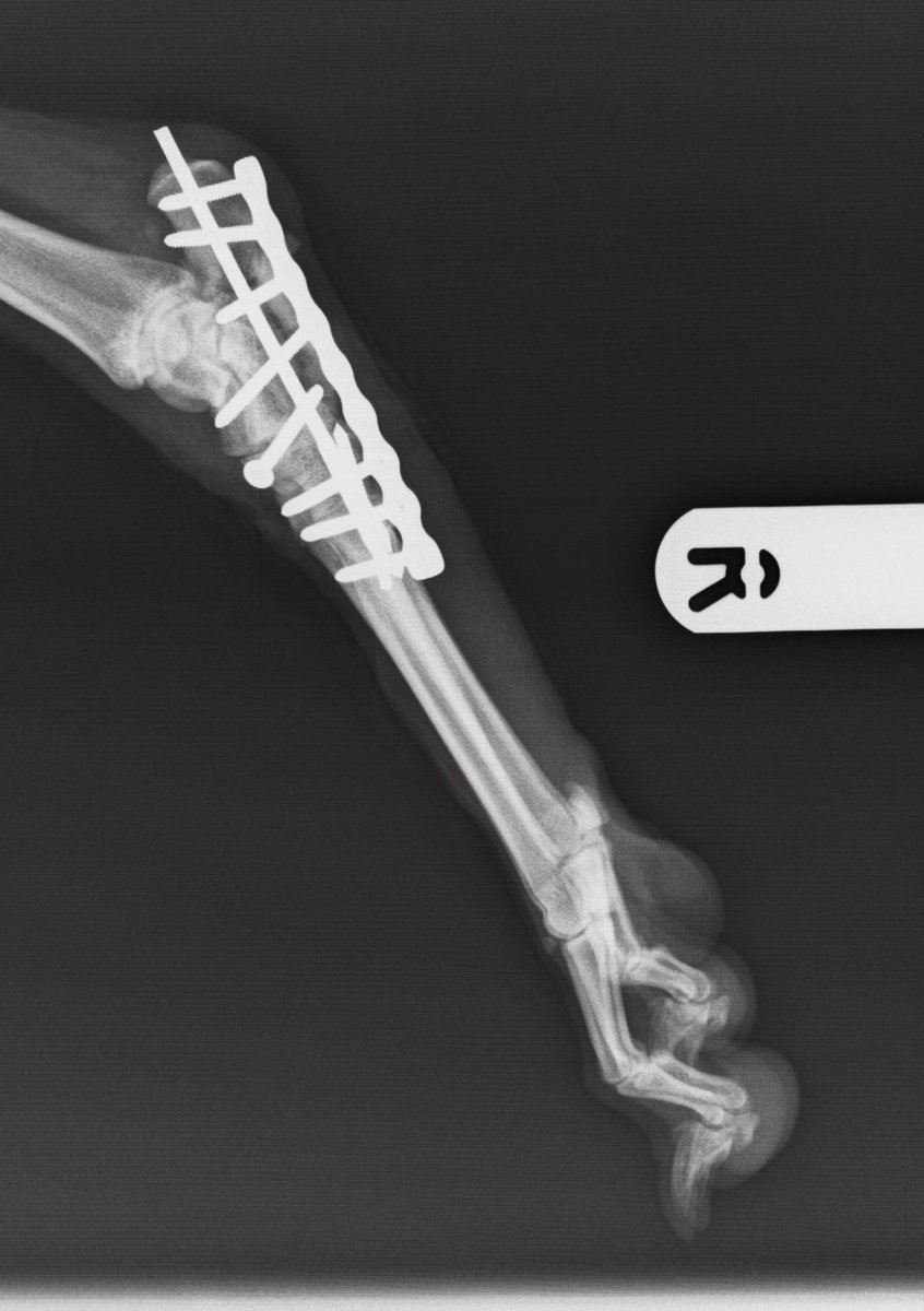WallaceWhippet's tweet photo. The amazing Michael Hamilton and team @CherryTreeVets mended me with plates &amp; pins 2/5 #veryluckywhippet #thankyou https://t.co/ckL5GdIcRX