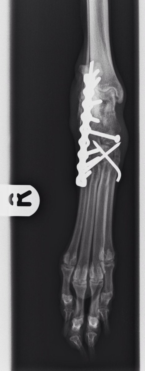 WallaceWhippet's tweet photo. The amazing Michael Hamilton and team @CherryTreeVets mended me with plates &amp; pins 2/5 #veryluckywhippet #thankyou https://t.co/ckL5GdIcRX
