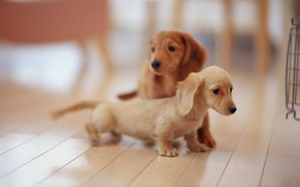 Dachshund Pup Dachshundpuppy1 Twitter