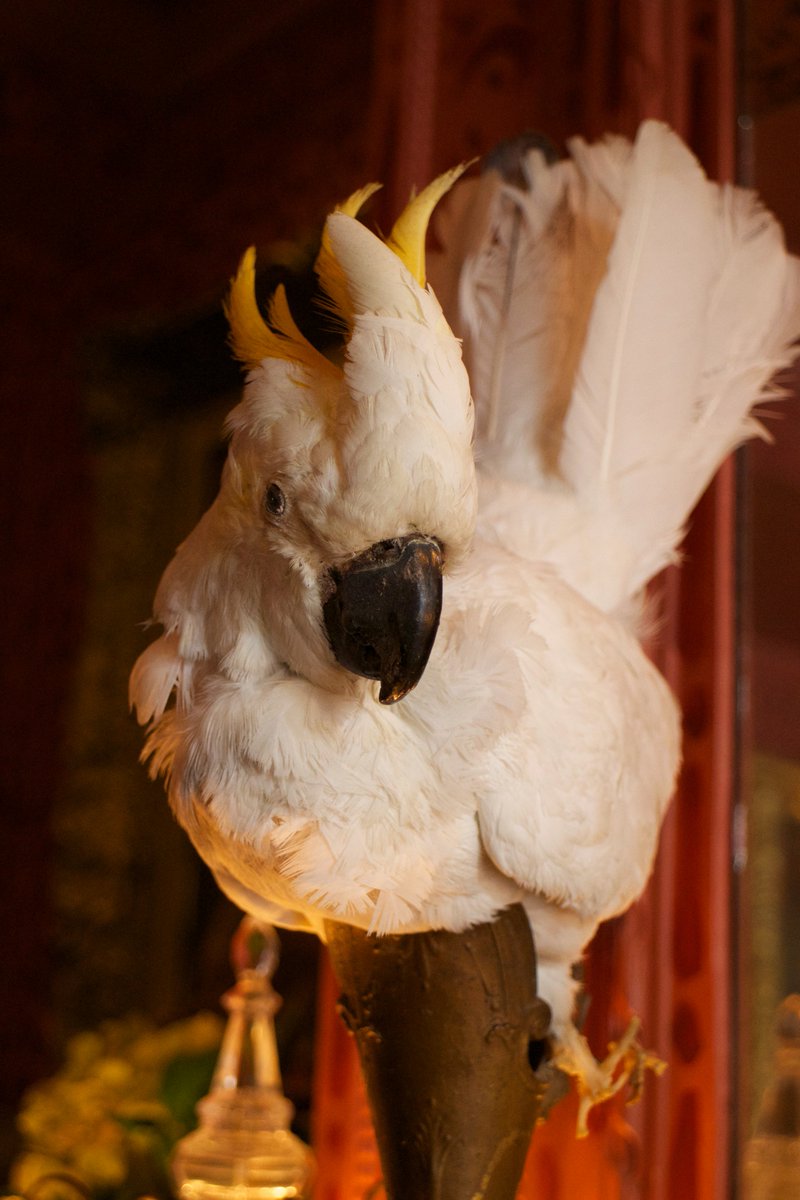 Claire__Bloom's tweet image. Always such incredible atmosphere at @TheZetter #quirkydesign #boutiquehotels