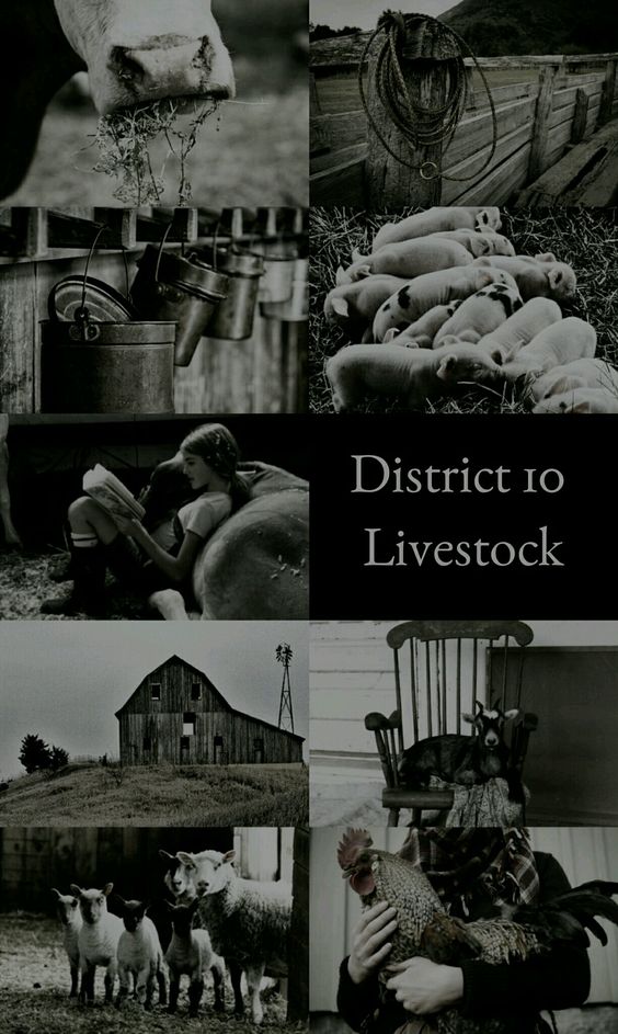 THG_fanworld's tweet photo. District X : Livestock https://t.co/n9ViM59f37
