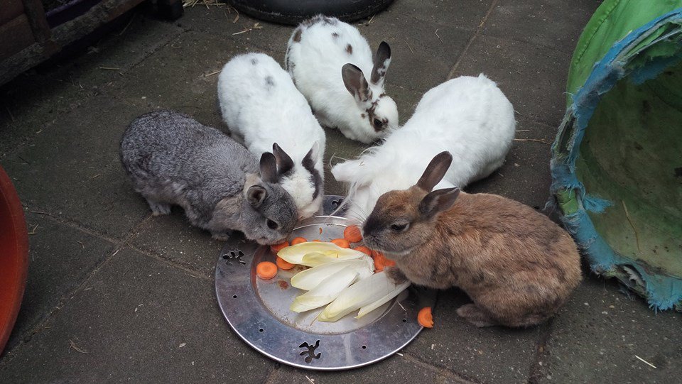 KaatjeKeutels's tweet photo. Deze groep zoekt met spoed een goed thuis met veel ruimte #konijnen https://t.co/xaI4XoPW1k