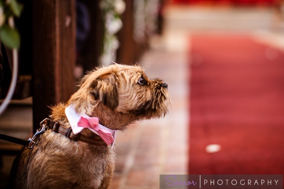 dougaltedog's tweet photo. Wedding pics of mum & dad as promised by mum Jordan Palmer. @TescoBankNews @Tesco #tescopetinsurance https://t.co/npTltGqQMz