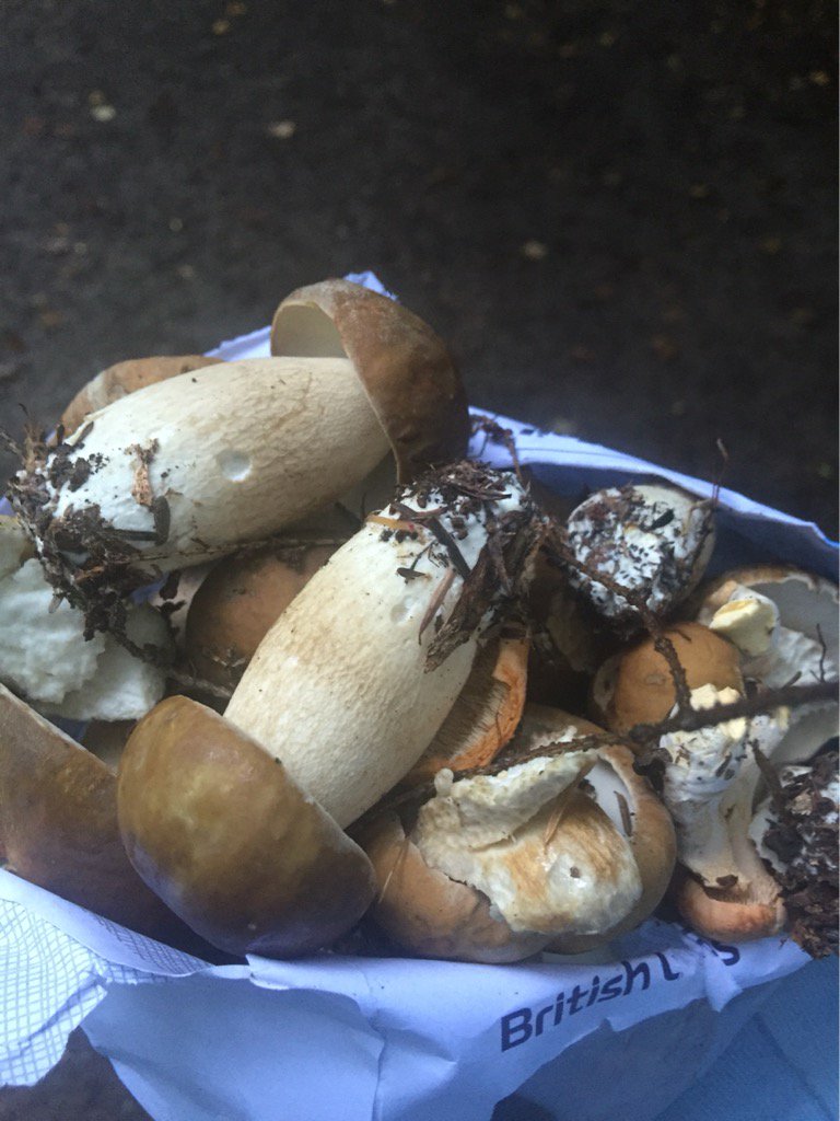 First Ceps of the season. No knife..no basket.. Completely unexpected!! <a href="/PumpHseBristol/">Pump House Bristol</a> @Graffthieffy #foraging
