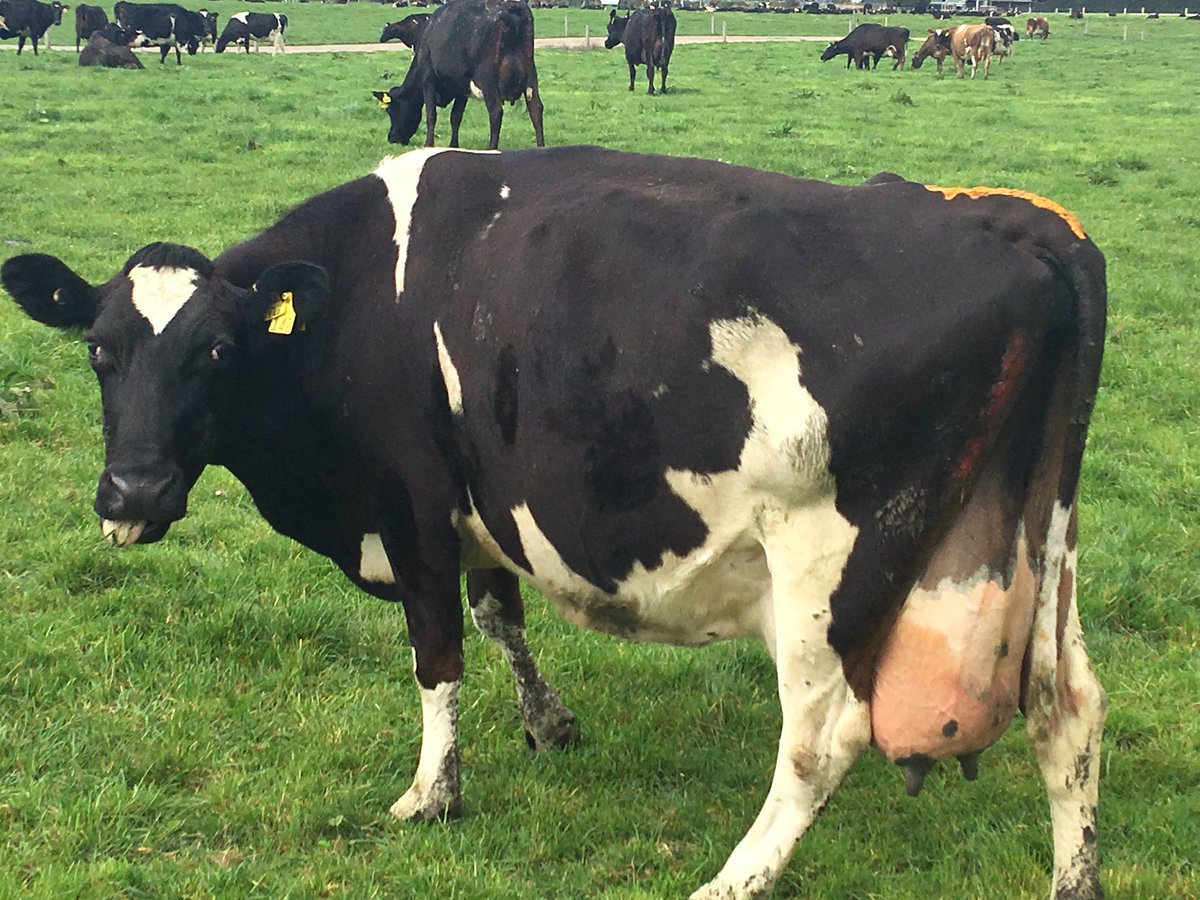 CharlottePGWS's tweet photo. #LUDF first premate tail painting done yesterday, some cows have rubbed off already #mating2016 @SIDDC_NZ https://t.co/irFPWk6FU1