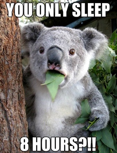 Koalas sleep up to 20 hours a day. Let the koala be your spirit animal.