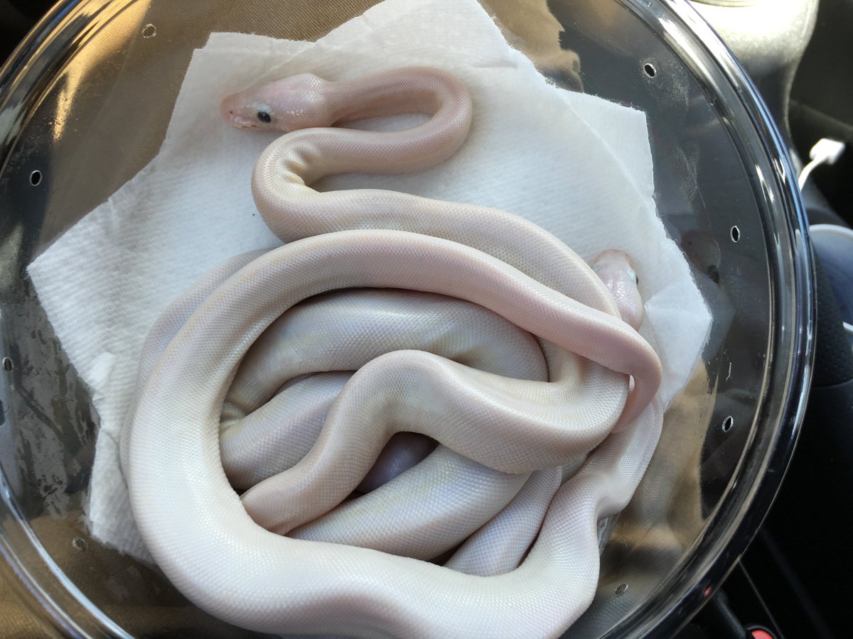 XYZReptiles's tweet image. #blueyedlucy ow.ly/3ni3304m9DZ #whitesnake #leucisticballpython #ballpythons #ballpythonmorphs #snakes #pets