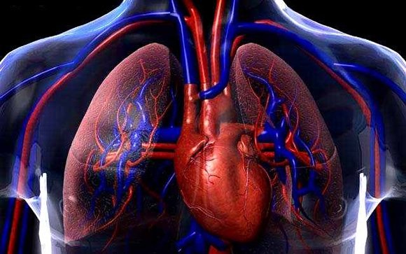 Minipulmones en #3D para mejorar el estudio y la detección de patologías pulmonares consalud.es/tecnologia/cre… #ehealth