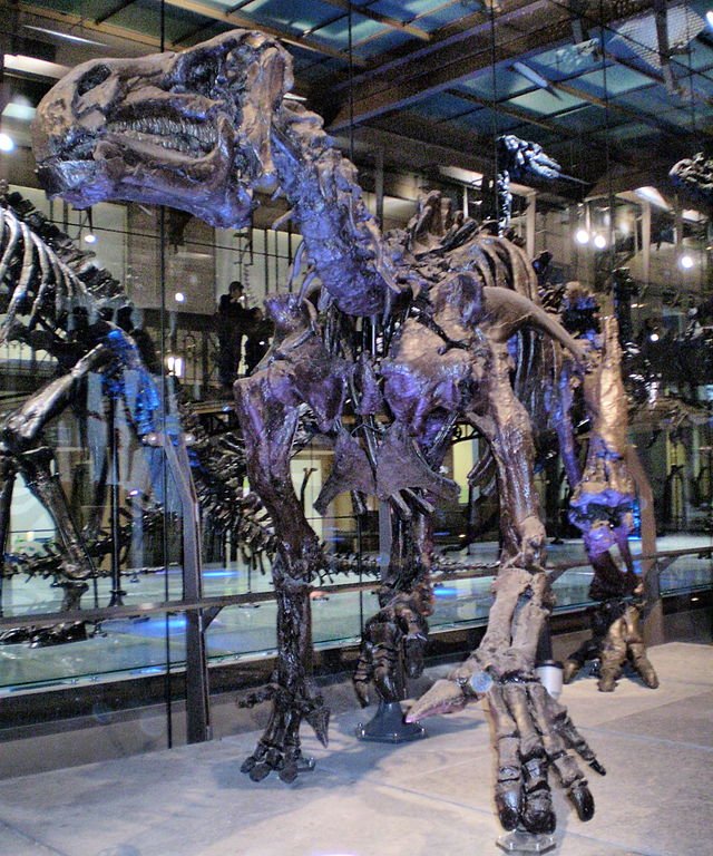 euamocriativo.blogspot.com.br/2016/09/histor…
História dos dinossauros e imagens reais dos ossos encontrados