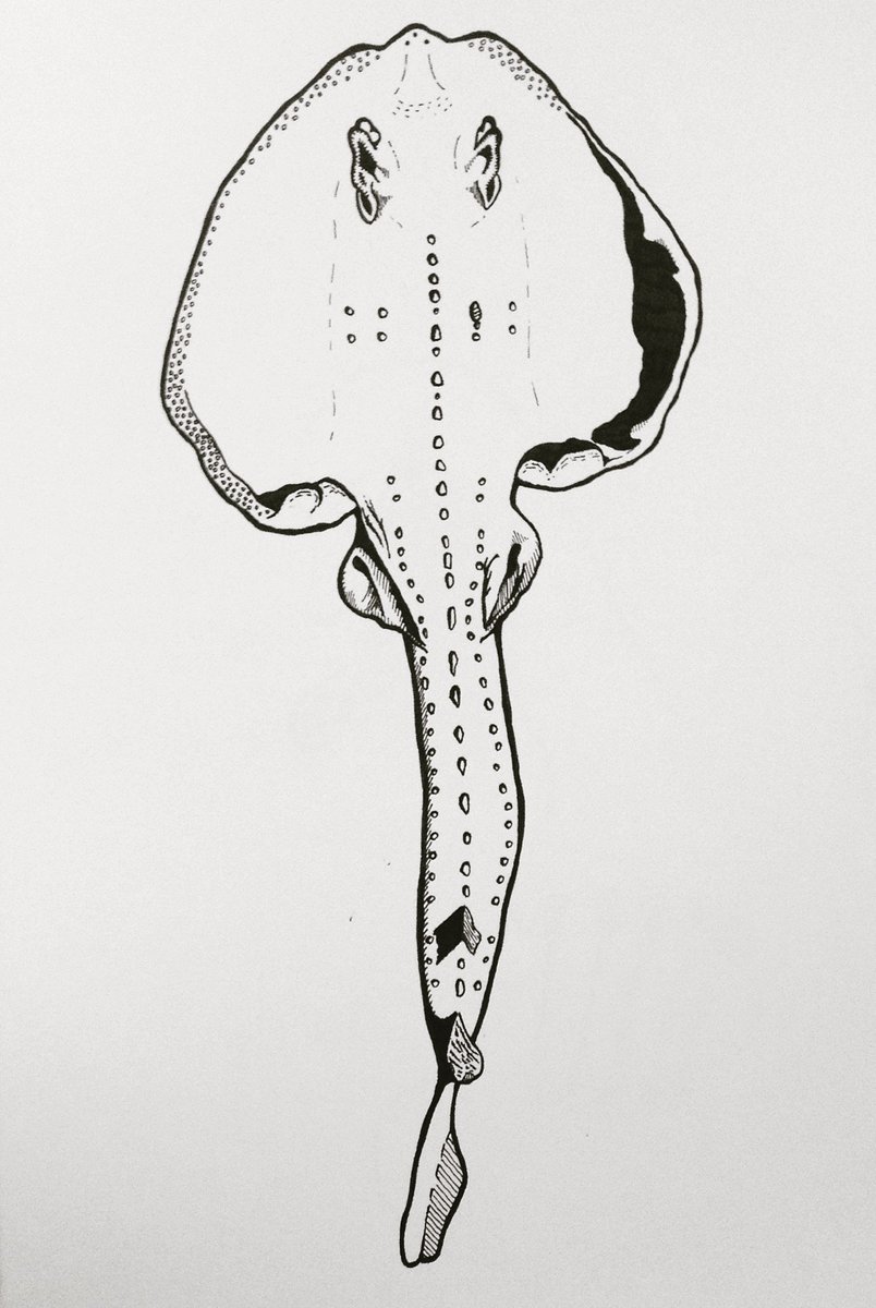 ProlapseBrainus's tweet image. Tepco Triptych