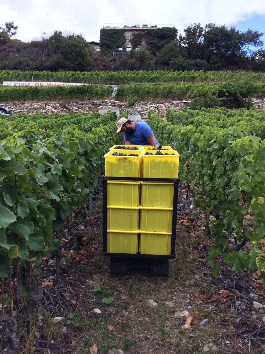 HistoiredEnfer's tweet photo. On y est ! #Vendanges2016 #PinotNoir #RaisinEntier #VinsDuValais ! https://t.co/D6JNWmKm91