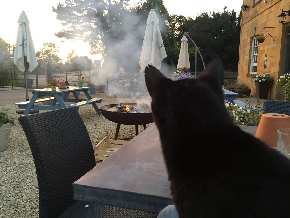 Mally The Ex Pub Cat tweet media