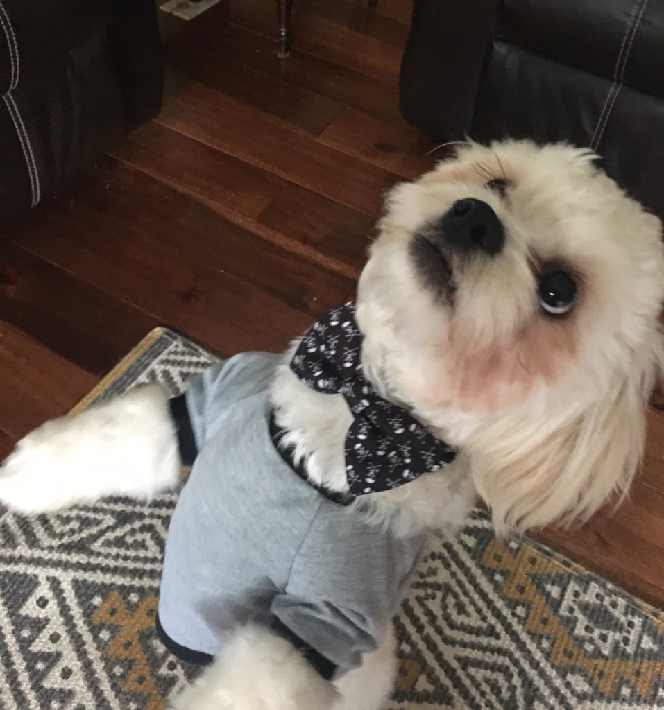Bethanythrives's tweet photo. Charlie got a new tie😂#teddybear #puppylove #distinguished https://t.co/Qi7Wi5L1pq