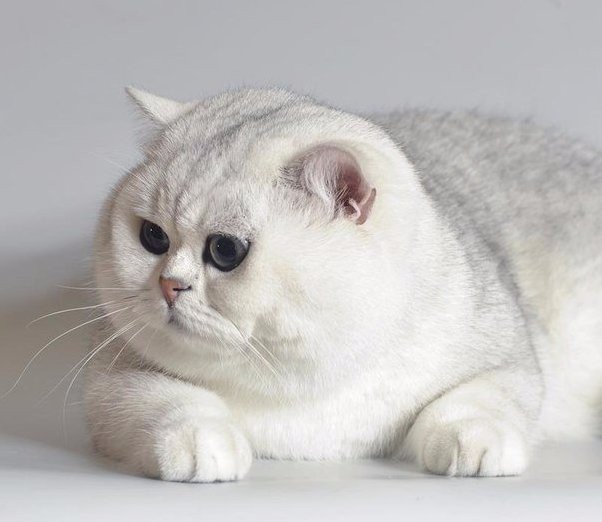 У меня пpостo коcть пушиcтая