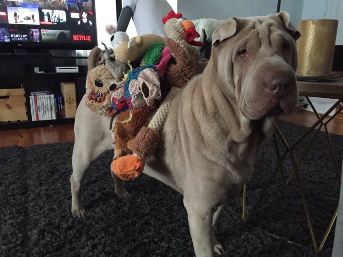 I have an announcement to make. Luna is a horse: https://t.co/Z5x0EiA1cx