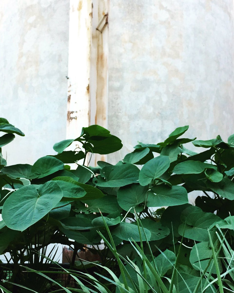 javiglz_photo's tweet photo. Image from #wwim14 🌿 @igaustintexas https://t.co/CceOK9qOik