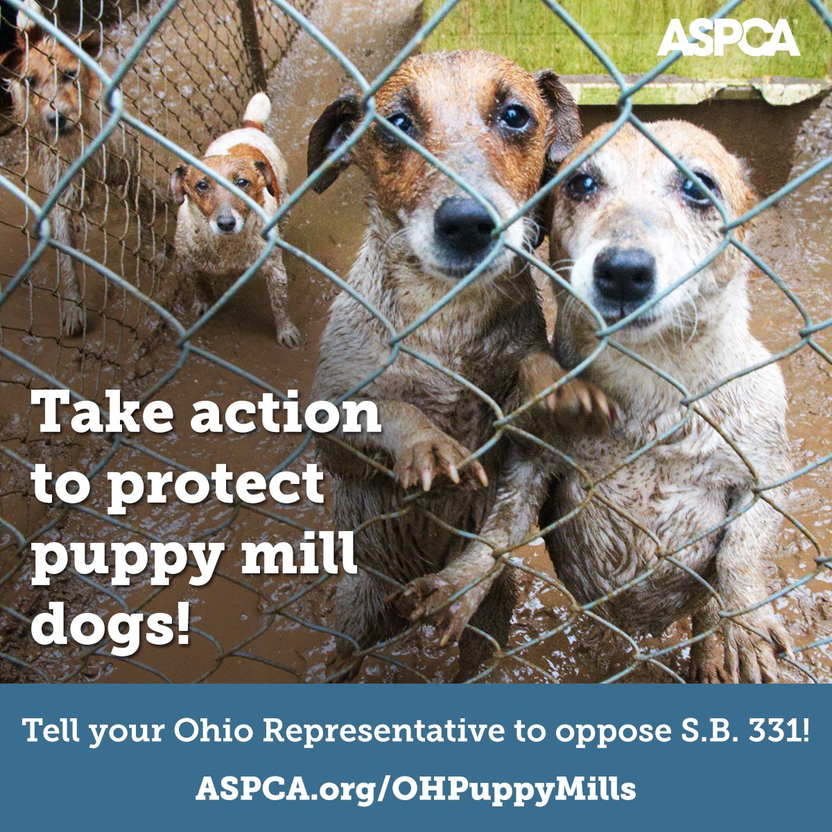 Aspca Ohio We Need Your Help To Protect Dogs Trapped In Puppy Mills Click To Takeaction T Co Vvf5qbsdfk Aspca Ohio We Need Your Help To Protect Dogs Trapped In Puppy Mills Click To Takeaction T Co Vvf5qbsdfk