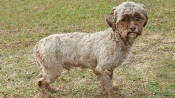 robyndwoskin's tweet image. #AvoidMixing dogs that made this dog.