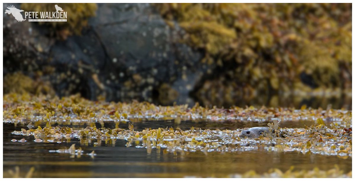 "The otter just disappeared" Did it? He's watching you... #Mull  <a href="/BBCSpringwatch/">BBC Springwatch</a> <a href="/wildscotland/">Wild Scotland</a> <a href="/ScotsMagazine/">ScotsMagazine</a> <a href="/WildMull/">Wildlife on Mull</a>