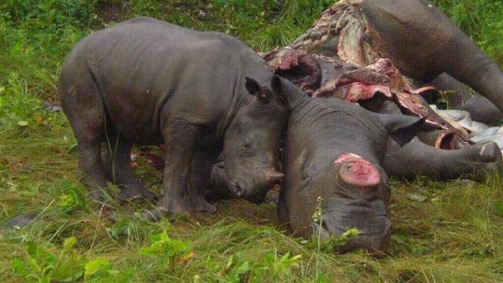 isaacBIOvega's tweet photo. El cuerno de #rinoceronte ¡NO tiene valor MEDICINAL!
#SaveTheRhinos 🆘 #Rhino horn has absolute ZERO medicinal value! https://t.co/RPaYkI5UIh