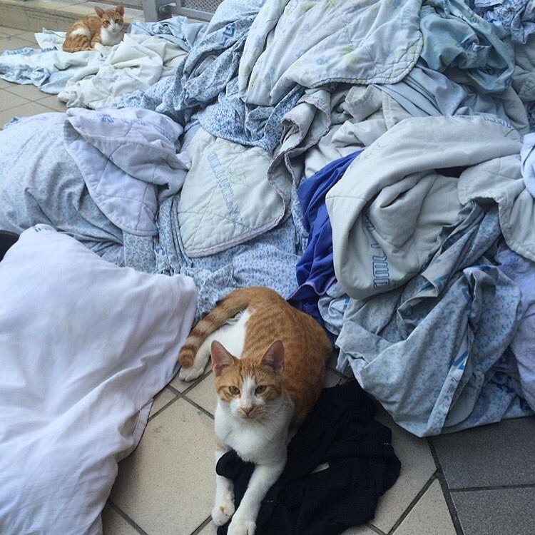 nirabel's tweet photo. @MYSADCAT my cat is sad cuz he spent his school years partying and now works in laundry with other dropout cats https://t.co/q5rsNh6dYR