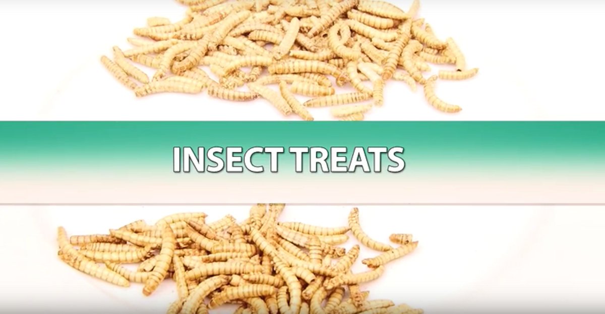 Watch 'Irish People Taste Test Insect Treats'. #Nomnom #Pestaurant #Bugs #Insects #Protein goo.gl/X0bC0A