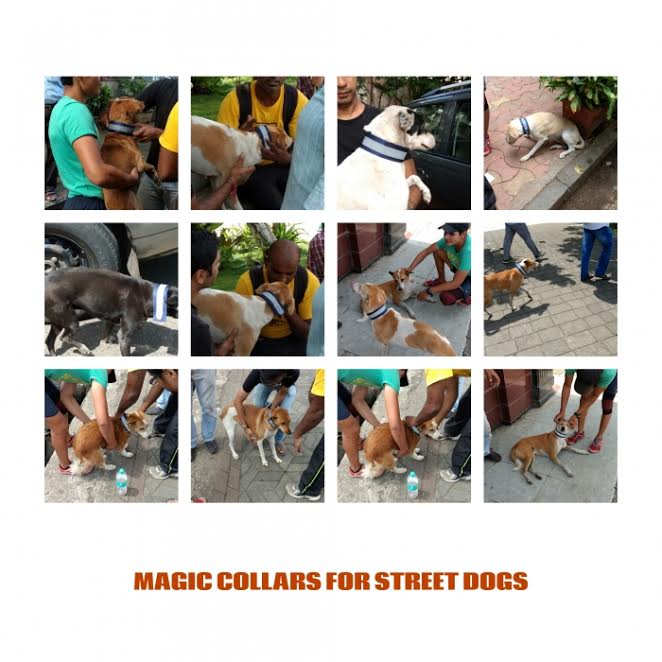 Campaign to increase visibility of street animals &amp; reduce road accidents by <a href="/ShapersDelhi/">Global Shapers Delhi</a> #roadsafety <a href="/GlobalShapers/">Global Shapers</a> <a href="/yemibabington/">Yemi BabingtonAshaye</a>