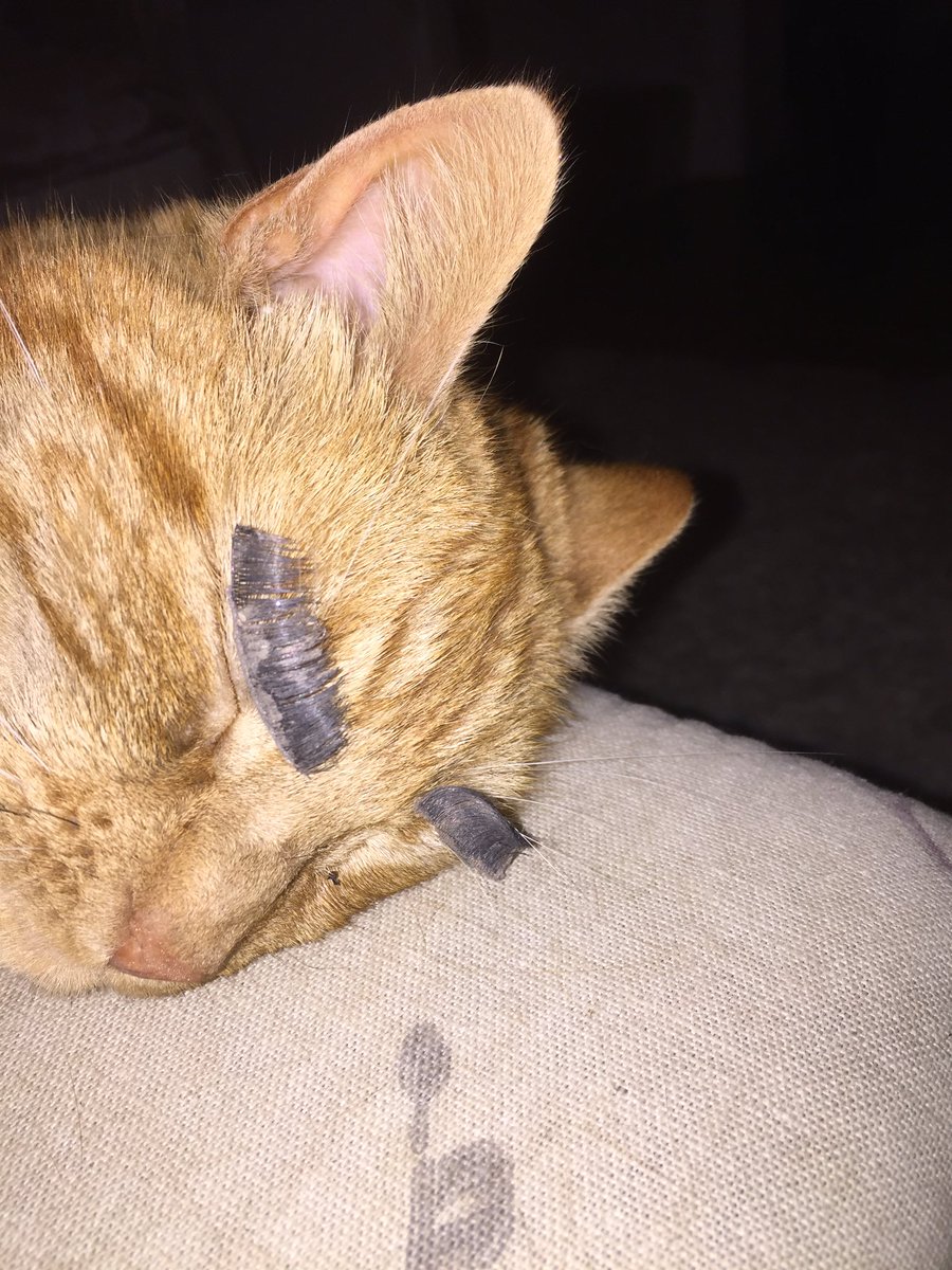 MairJones14's tweet photo. Been out looking for bee ( Glendas mum ) all I could find was a pair of her old eyelash's , put them on to make Glenda feel better https://t.co/EUMSkNT1q7