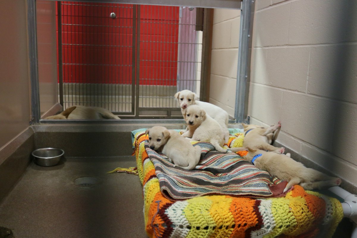 EdmontonHumane tweet picture
