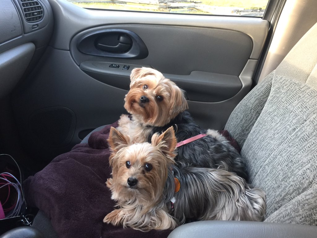 Pls don't let pups hang out the window when u drive. Just saw 1 fall out of a car. So scary! These 2 stay buckled.❤️