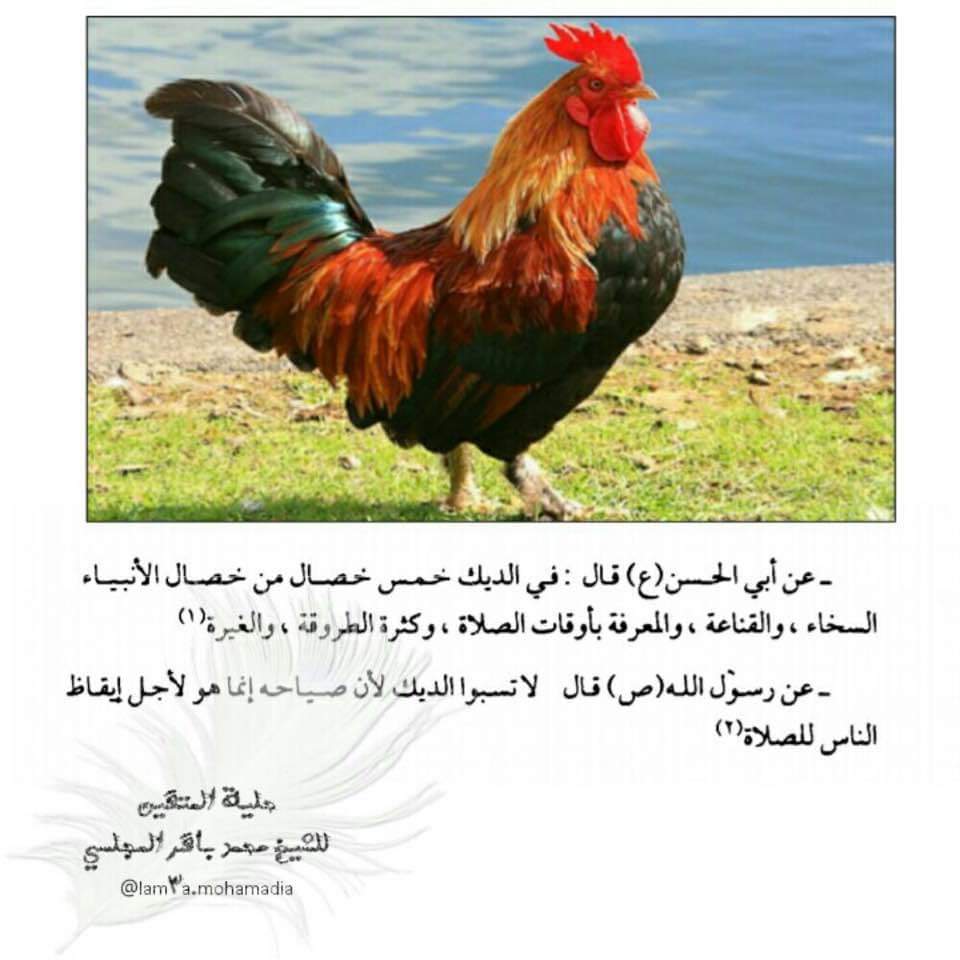 Rezaamerian tweet media