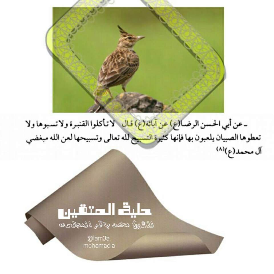 Rezaamerian tweet media