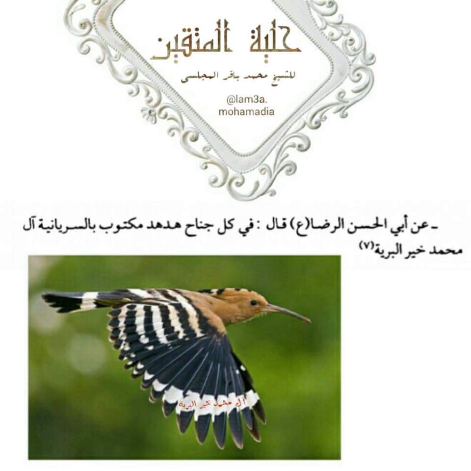 Rezaamerian tweet media