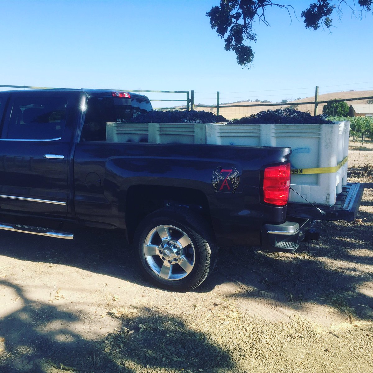 Merlot.  It's that time!  Harvest.