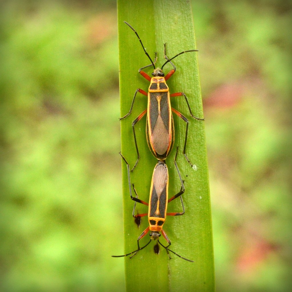 challenguate's tweet photo. A couple of twitterpated bugs at @el_tular. #insects #bugs #entomology https://t.co/mnHw37QGwL