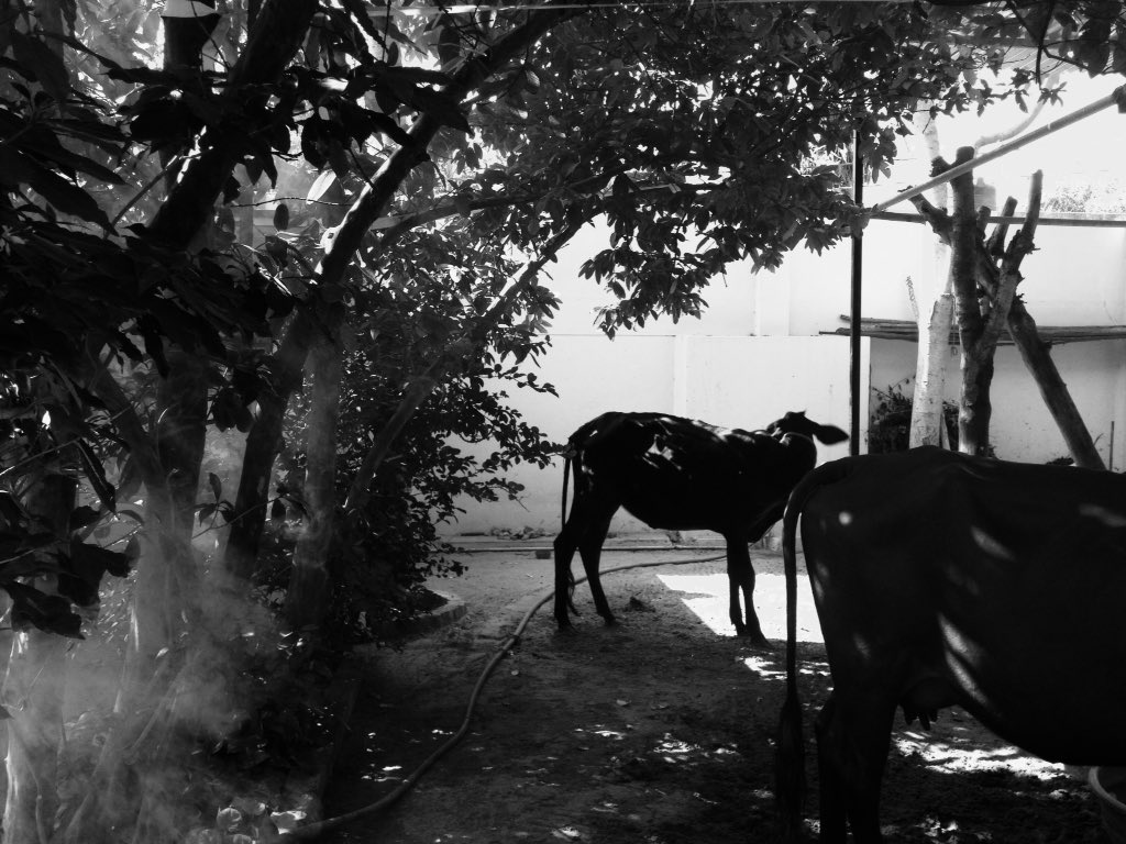 VarmPram's tweet image. Morning Ambient #morning #ambient #nature #rajasthan #india