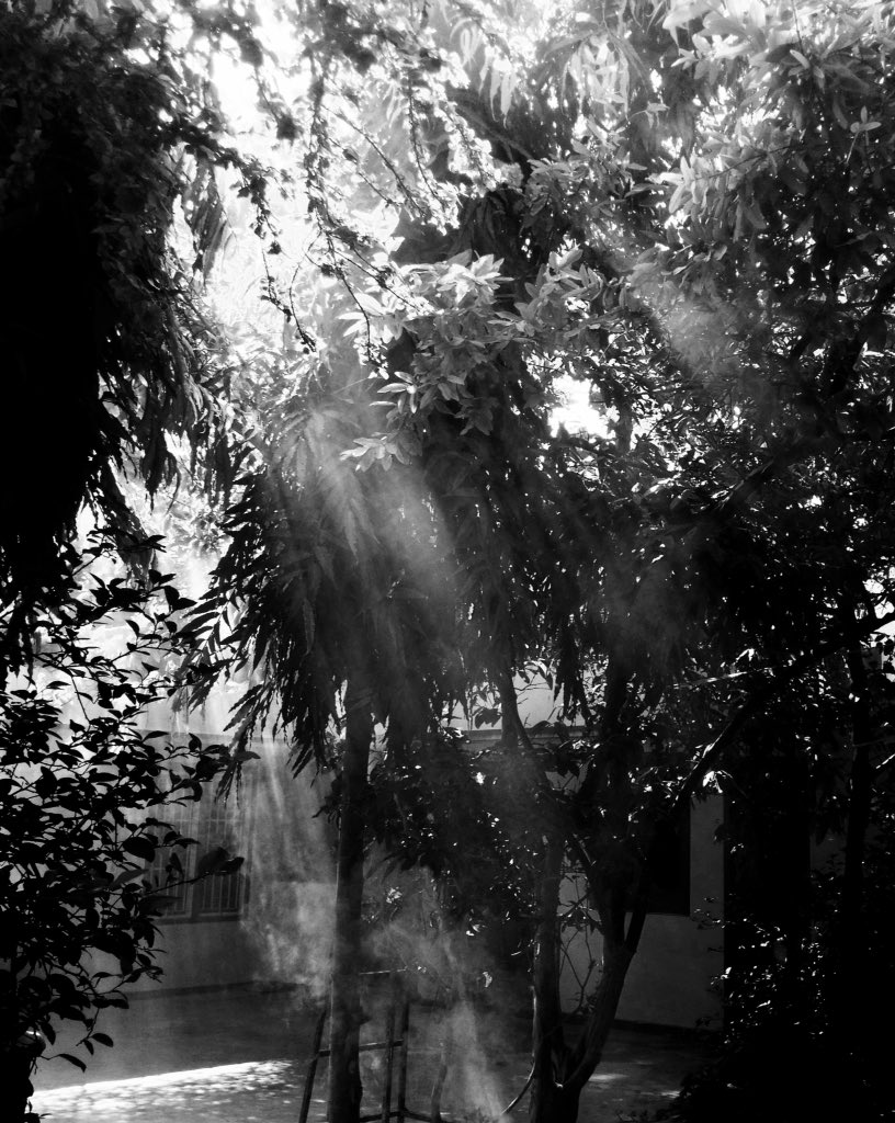 VarmPram's tweet image. Morning Ambient #morning #ambient #nature #rajasthan #india