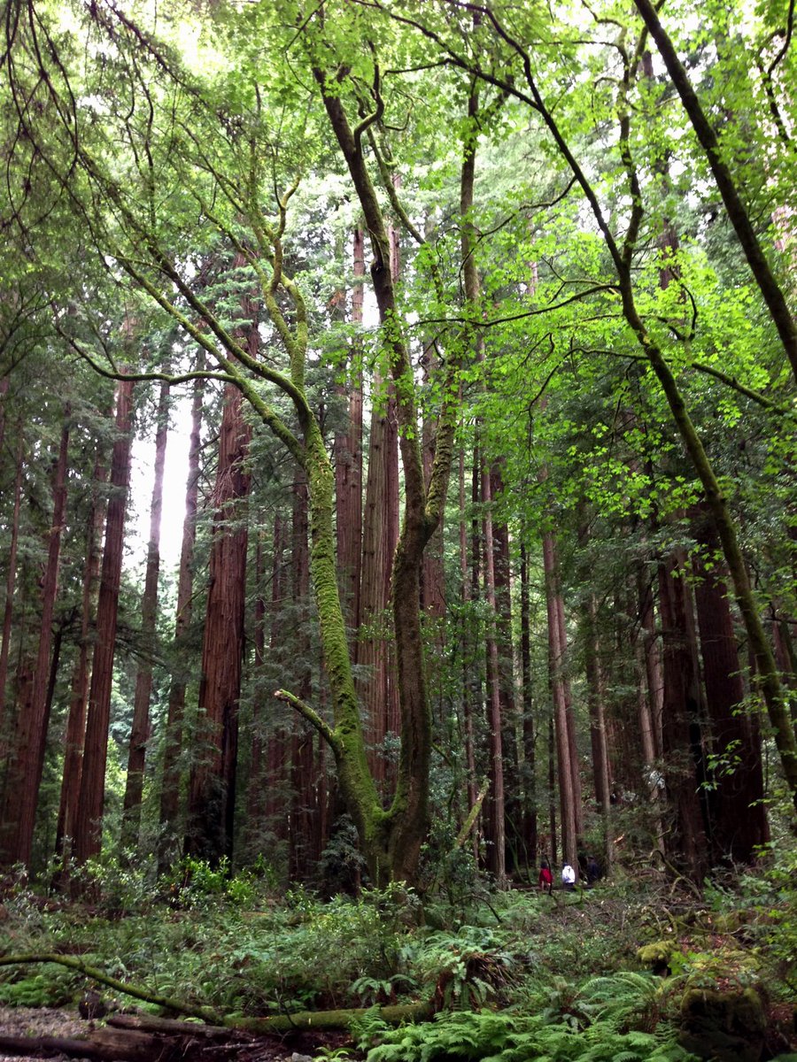 CanMoveNow's tweet photo. #photo Tall redwood #trees in Muir #Woods @MuirWoodsNPS #California #Fight4Forests #forest #findyourpark https://t.co/Y7BrjKDUvh
