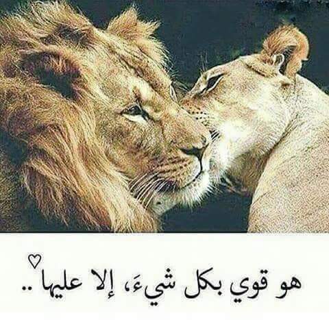 ملكة بغداد (@alimrur61) on Twitter photo 