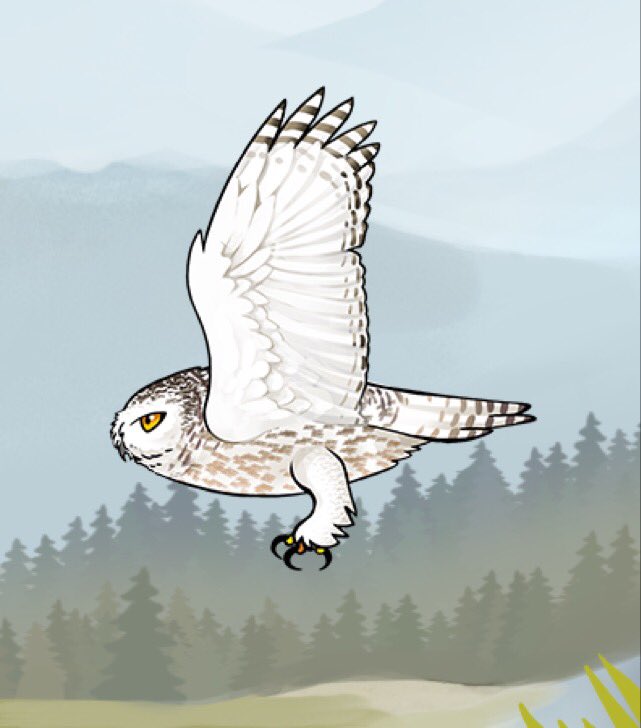 They animate well (<a href="/LastHourGames/">Last Hour Games</a>), and <a href="/NaturallyAlexM/">Alex MacDonald</a> is a dude. #SnowyOwl for #CanadaBird