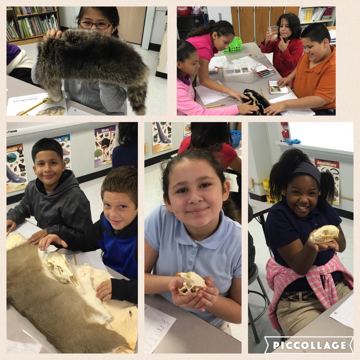 jhmoreno's tweet photo. Cimarron students actively engaged in Adaptations Texas Wildlife Lab @GalenaParkISD Sept 19 #gpisdscience https://t.co/jyNUoRkEhP