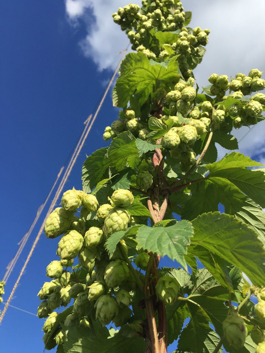 Irvine River Hops AKA CanAussie Farms tweet media