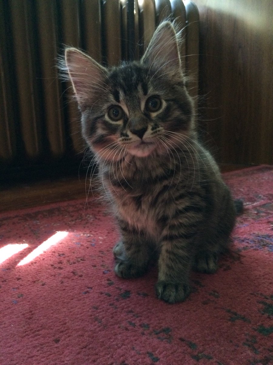 twincitiespets's tweet photo. This is Professor Maximillian von Floofenhauer, Minister of Catnip. Big name for a little guy. #kitten #floof https://t.co/lvrEGPPdot