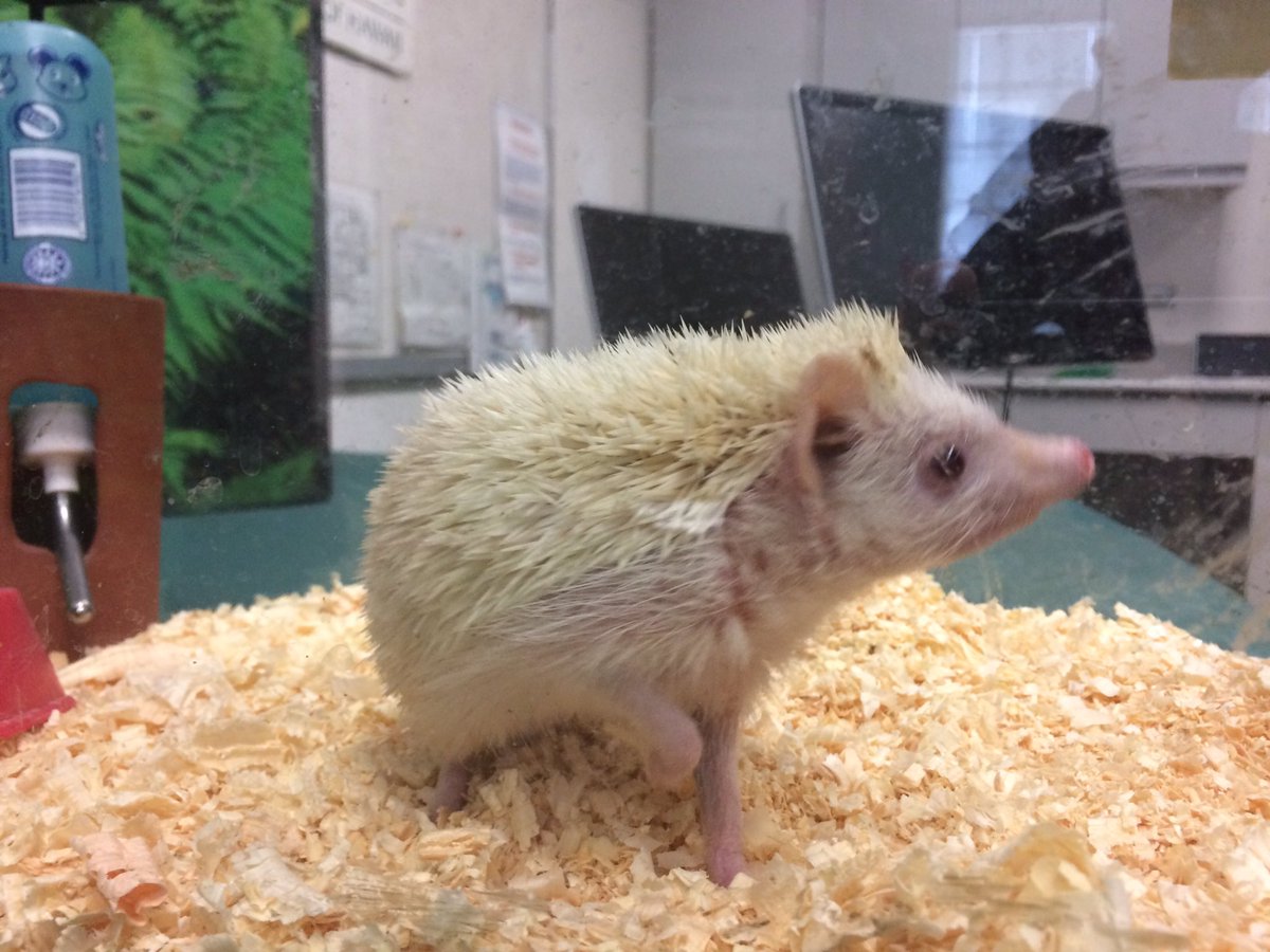 ryan_loth's tweet photo. This little guy was turned into the Department of Agriculture yesterday. He's illegal in the state of Hawaii https://t.co/HkQrnX8PLx