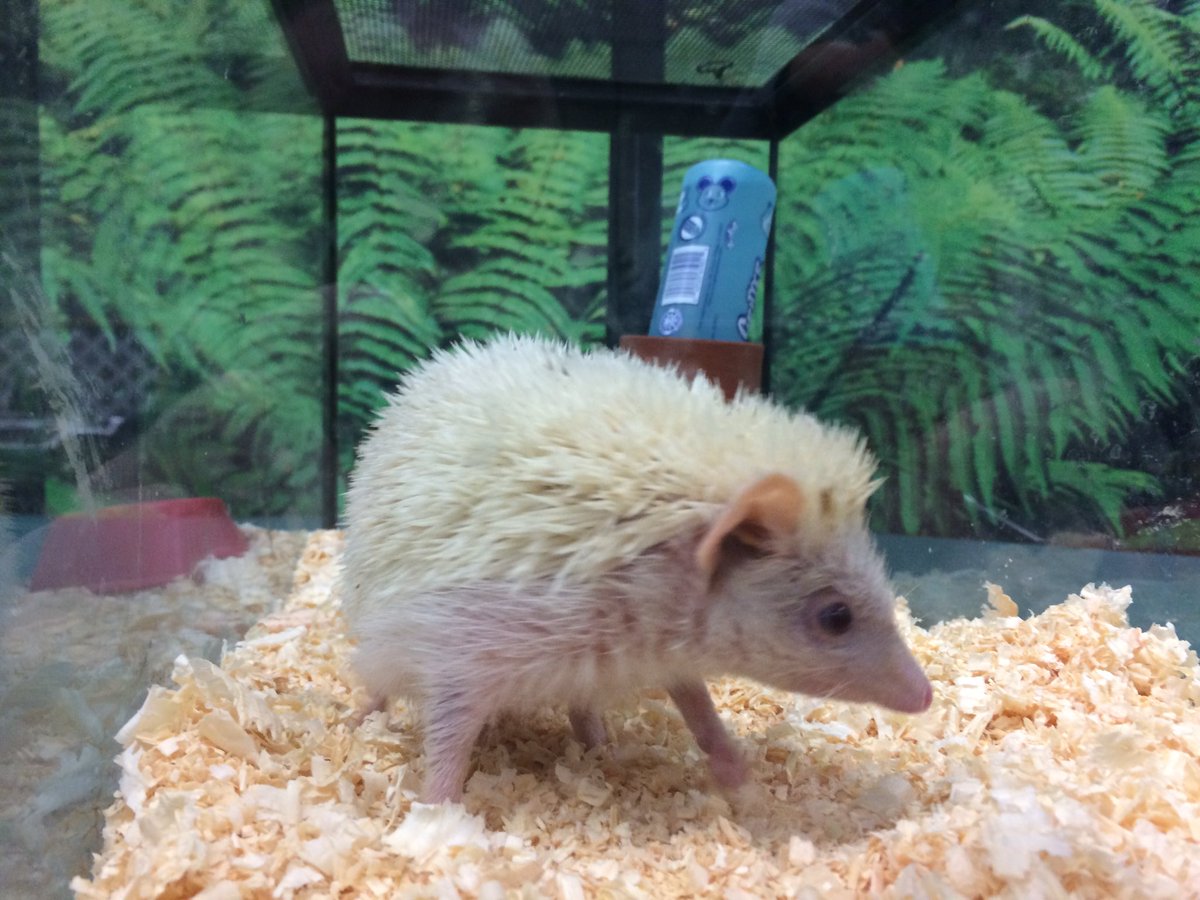 ryan_loth's tweet photo. This little guy was turned into the Department of Agriculture yesterday. He's illegal in the state of Hawaii https://t.co/HkQrnX8PLx
