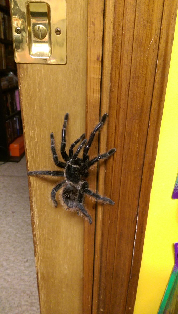 kraziej82's tweet photo. Someone figured out how to unlatch her cage. #tarantulalife #tarantulas #arachnids #lasiodora #parahybana https://t.co/KhIY0VFnCH