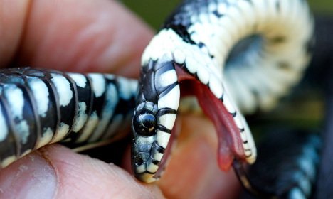 mattiaswac's tweet photo. Snake on a plane causes stir on Scandinavian flight https://t.co/yklVkasJUq #WeAreTravellers #Sas #Kitok https://t.co/ZEP2xFDsPS